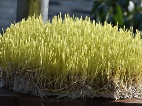 害怕添加剂？蜜蜂牌给您分享麦芽糖家庭做法